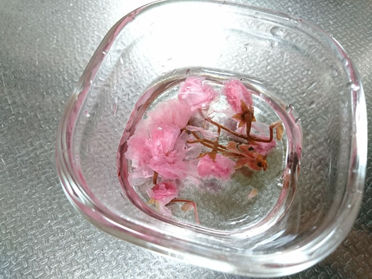 桜の花の塩漬けは塩を洗い流し、水に20分ほどつけて、塩抜きする。